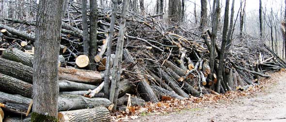 brush pile